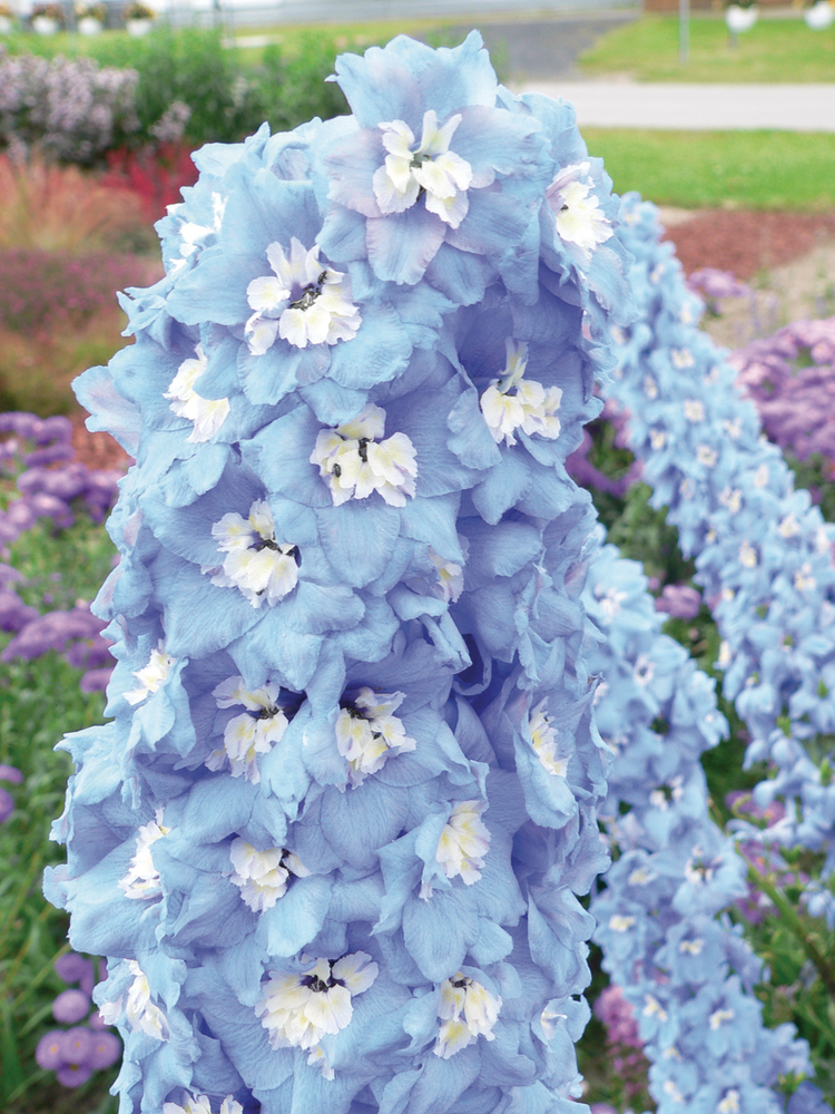 Delphinium Magic Fountains blue sky White Bee (1333)